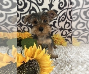 Yorkshire Terrier Puppy for sale in BEECH GROVE, IN, USA