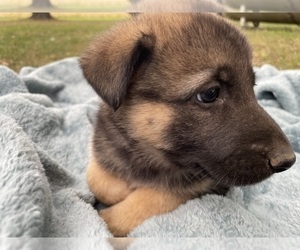 German Shepherd Dog Puppy for sale in VIRDEN, IL, USA