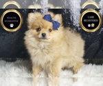 Small #5 Pomeranian