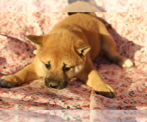 Shiba Inu Puppy for sale in BLOOMINGTON, IN, USA