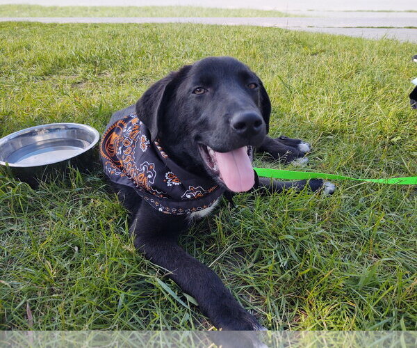 Medium Photo #6 Labrador Retriever-Unknown Mix Puppy For Sale in Croydon, NH, USA