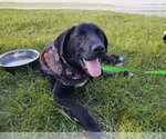 Small #5 Labrador Retriever Mix