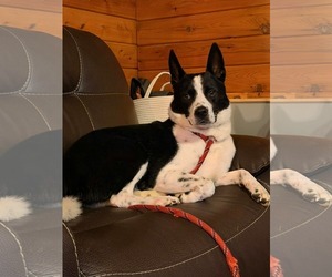 Australian Shepherd-Unknown Mix Dogs for adoption in Duluth, MN, USA