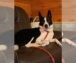 Small Australian Shepherd Mix