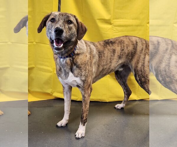 Medium Photo #4 Catahoula Leopard Dog-Great Pyrenees Mix Puppy For Sale in Clinton, OK, USA