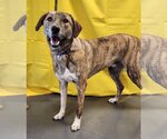 Small #3 Catahoula Leopard Dog-Great Pyrenees Mix
