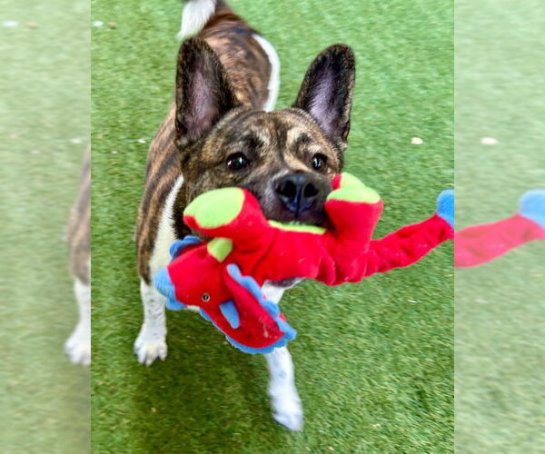 Medium Photo #2 Akita-French Bulldog Mix Puppy For Sale in Petaluma, CA, USA