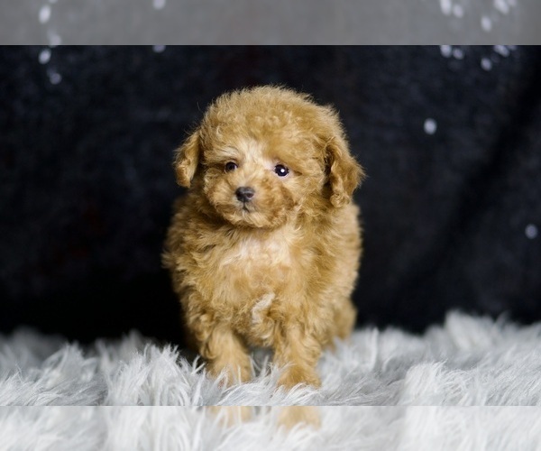 Medium Photo #4 Poodle (Miniature) Puppy For Sale in WARSAW, IN, USA