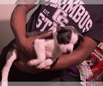 Small Photo #8 Boston Terrier-Collie Mix Puppy For Sale in COLUMBUS, OH, USA