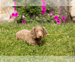 Small #3 Dachshund