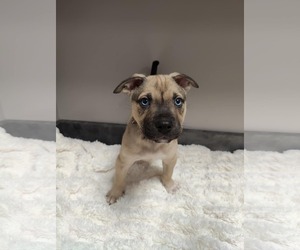 American Pit Bull Terrier-Labrador Retriever Mix Dogs for adoption in St. Louis Park, MN, USA