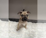 Small American Pit Bull Terrier-Labrador Retriever Mix