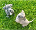 Small #3 American Staffordshire Terrier Mix