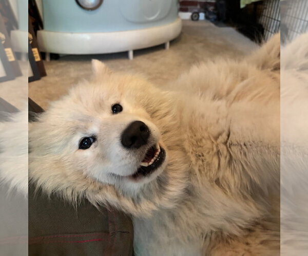 Medium Photo #2 Samoyed Puppy For Sale in Sykesville, MD, USA