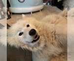 Small #1 Samoyed