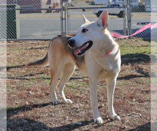 Medium Photo #3 Gerberian Shepsky Puppy For Sale in Union, WV, USA
