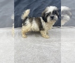 Small Photo #24 Shih Tzu Puppy For Sale in SAINT AUGUSTINE, FL, USA