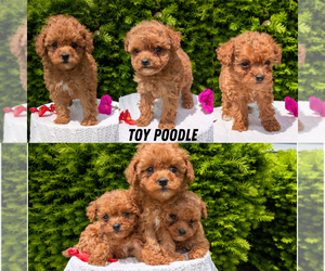 Poodle (Toy) Litter for sale in GOSHEN, IN, USA