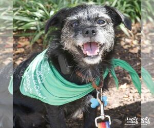 Gingersnap - Female Mutt Dog for Adoption - Photo #9