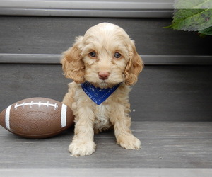 Cockapoo Puppy for sale in MILLERSBURG, OH, USA