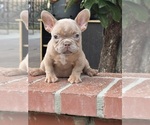 Small #2 French Bulldog