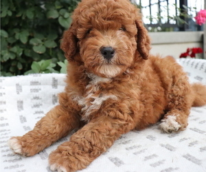 Poodle (Miniature) Puppy for sale in HONEY BROOK, PA, USA
