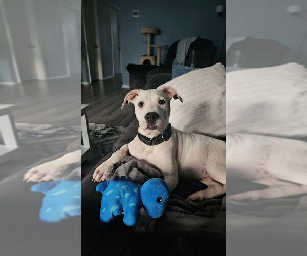 Medium Photo #4 Mutt Puppy For Sale in Wenonah, NJ, USA