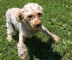 Mother of the Cavapoo puppies born on 05/23/2025