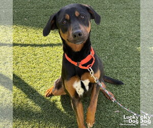 Labrador Retriever-Unknown Mix Dogs for adoption in Washington, DC, USA