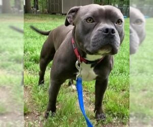 American Pit Bull Terrier-Unknown Mix Dogs for adoption in Alexander, AR, USA
