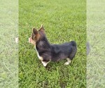 Small Photo #7 Pembroke Welsh Corgi Puppy For Sale in KINGSVILLE, MO, USA
