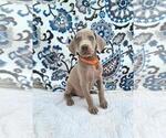 Small #1 Weimaraner