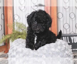 Poodle (Miniature) Puppy for sale in NAPLES, FL, USA