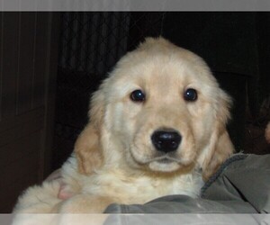 Golden Retriever Puppy for sale in BROOKVILLE, IN, USA