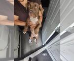 Small American Staffordshire Terrier Mix