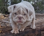 Small Photo #1 English Bulldog Puppy For Sale in HESPERIA, CA, USA