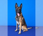 Small Photo #2 Mutt Puppy For Sale in Pasadena, CA, USA