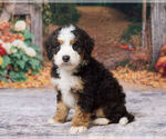 Keanu - Male Bernedoodle (Miniature) Puppy for Sale - Photo #2