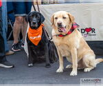 Small #1 Labrador Retriever