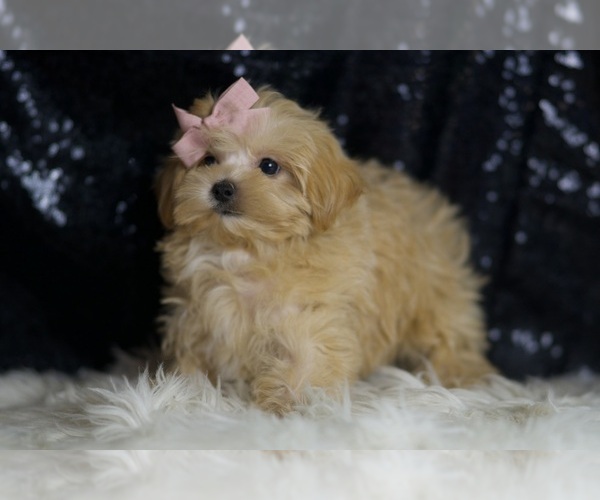 Medium Photo #3 Maltipoo Puppy For Sale in WARSAW, IN, USA