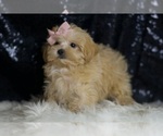 Small #2 Maltipoo