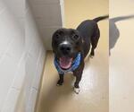 Small #2 Staffordshire Bull Terrier Mix