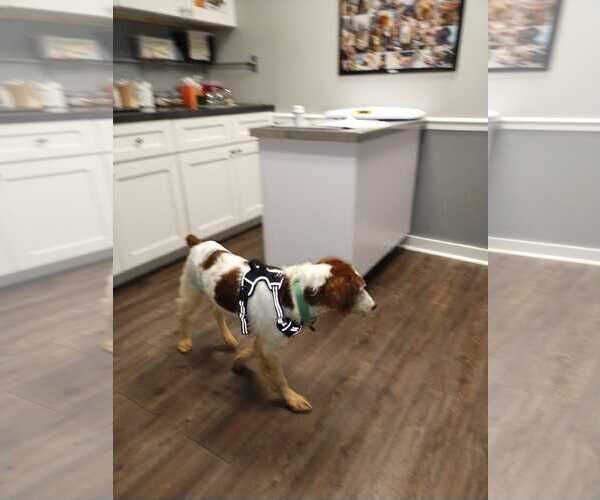Medium Photo #7 Brittany Puppy For Sale in Curwensville, PA, USA
