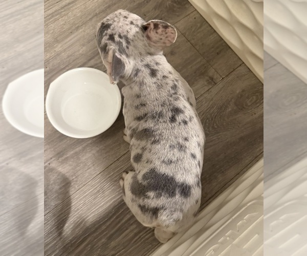 Medium Photo #6 French Bulldog Puppy For Sale in BURLINGAME, CA, USA