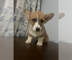 Small #26 Pembroke Welsh Corgi