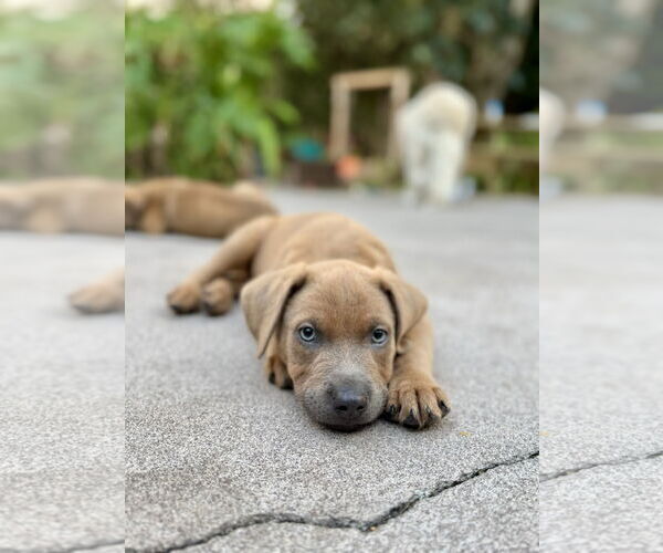 Medium Photo #5 Golden Labrador Puppy For Sale in Royal Palm Beach, FL, USA