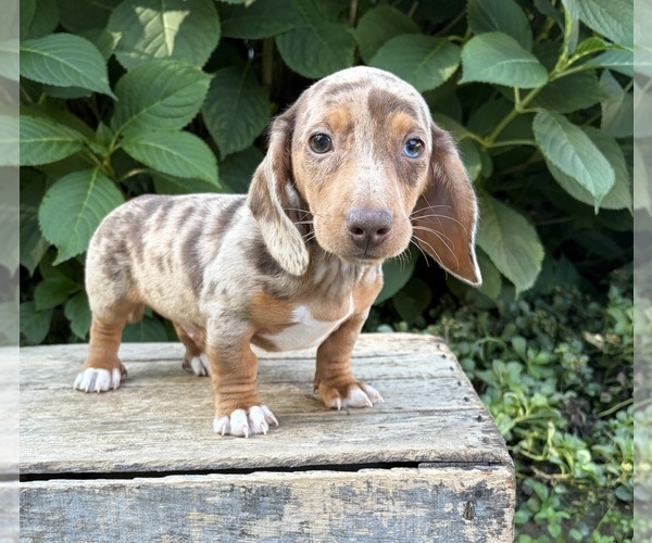 Medium Photo #2 Dachshund Puppy For Sale in MIDDLEBURY, IN, USA