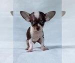 Chihuahuas - Female Chihuahua Puppy for Sale - Photo #7