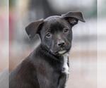 Small #1 Labrador Retriever Mix