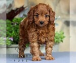 Small #4 Cavapoo